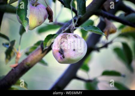 Äpfel mit Krankheit im August in einem Obstgarten Bild Stockfoto