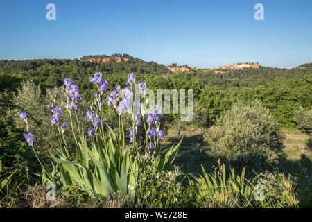 Frankreich, Vaucluse, regionalen Naturpark Luberon, Roussillon, bezeichnete die schönsten Dörfer Frankreichs, Iris in der Blüte Stockfoto