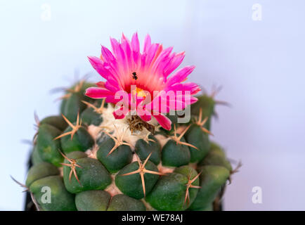 Cactus Arten mit verschiedenen Arten blühen, das ist eine Art von Pflanzen leben in heißes Wetter, Dürre symbolisiert Ausdauer Ausdauer der menschlichen Stockfoto