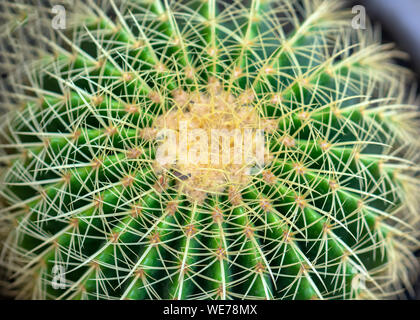 Cactus Arten mit verschiedenen Arten blühen, das ist eine Art von Pflanzen leben in heißes Wetter, Dürre symbolisiert Ausdauer Ausdauer der menschlichen Stockfoto