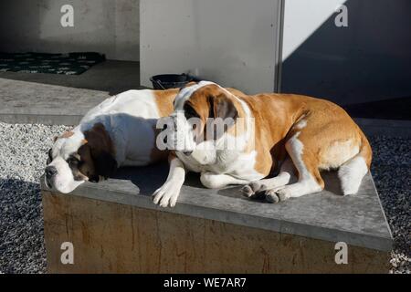 Schweiz, Wallis, Col du Grand Saint Bernard, Großen Sankt Bernhard Hospiz- und St-bernard Hunde Stockfoto