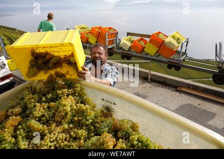 Schweiz, Kanton Waadt, Lavaux, Puidoux Dorf, Weinberge durch die Genfer See, chaudet Weinberge durch die familiengeführte Briaux Stockfoto