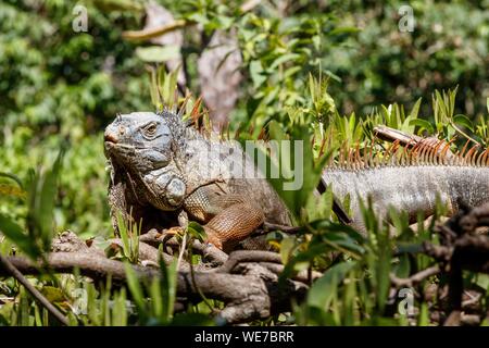 Mexiko, Chiapas, Tuxtla Gutierrez, Iguana iguana Stockfoto