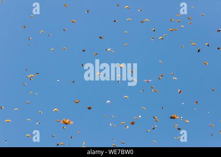 Mexiko, Michoacán, Angangueo, UNESCO-Weltkulturerbe, Monarch Butterfly Biosphärenreservat, El Rosario, monarchfalter (danaus Plexippus) Stockfoto