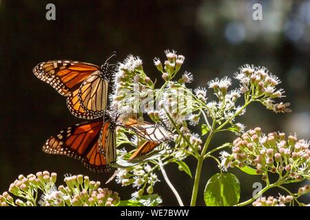 Mexiko, Michoacán, Angangueo, UNESCO-Weltkulturerbe, Monarch Butterfly Biosphärenreservat, El Rosario, monarchfalter (danaus Plexippus) Stockfoto