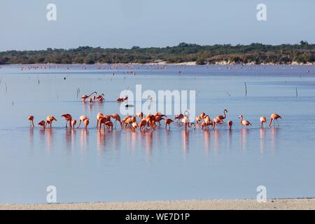 Mexiko, Yucatan, Celestun, Amerikanische Flamingo (phoenicopterus ruber) Stockfoto