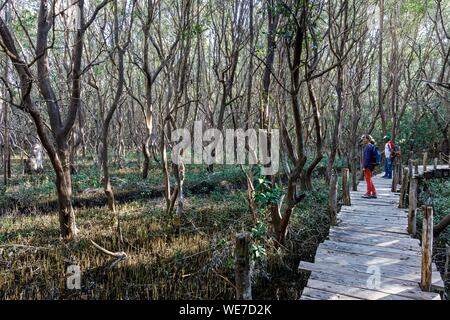 Mexiko, Yucatan, Celestun, Spaziergang in der Mangrove Stockfoto