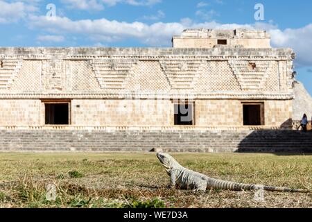 Mexiko, Yucatan, Uxmal, Iguana iguana Stockfoto