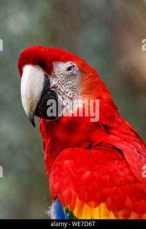 Mexiko, Chiapas, Las Guacamayas, hellrote Ara in der Selva Lacandona Stockfoto