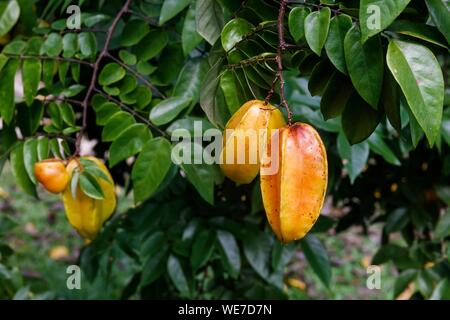 Mexiko, Chiapas, Las Nubes, star Früchte auf einem Averrhoa carambola Stockfoto