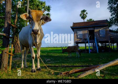 Kambodscha, Kompong Thom Provinz Kompong Thom oder Kampong Thom, traditionellen Stelzenhaus Stockfoto