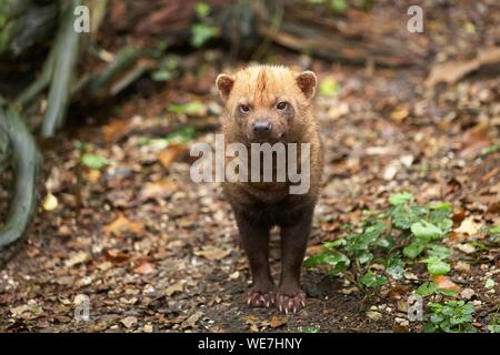 Frankreich, Vendée, Les Sables d'Olonne, Canidae, Bush Hund (Speothos venaticus), geschützte Arten Stockfoto