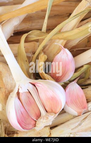 Frankreich, Tarn, Lautrec, Bauernhof Gael Bardou, rosa Knoblauch Lautrec (G.u. und Label Rouge) Stockfoto