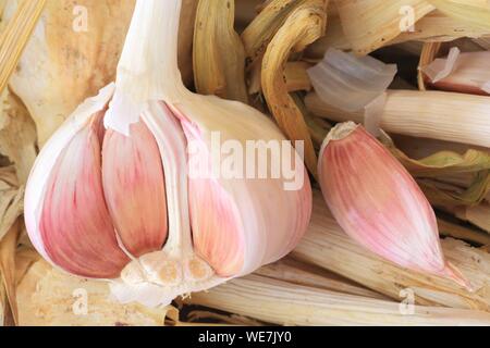 Frankreich, Tarn, Lautrec, Bauernhof Gael Bardou, rosa Knoblauch Lautrec (G.u. und Label Rouge) Stockfoto