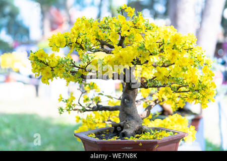 Aprikose Bonsai Baum blühen gelb blühende Zweige geschwungene schaffen einzigartige Schönheit. Dies ist ein spezieller falschen Baum symbolisiert Glück, Wohlstand Stockfoto