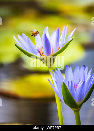 Lila Wasser Lilly Blume mit Biene Stockfoto