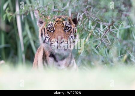 Südafrika, Private Reserve, Asiatische (Bengalen) Tiger (Panthera tigris tigris), ruhen Stockfoto