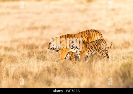 Südafrika, Private Reserve, Asiatische (Bengalen) Tiger (Panthera tigris tigris), Mutter zu Fuß mit Babys Stockfoto