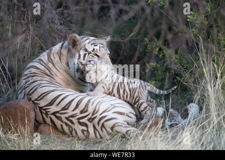 Südafrika, Private Reserve, Asiatische (Bengalen) Tiger (Panthera tigris tigris), youngS 3 Monate alt, ruhen Stockfoto