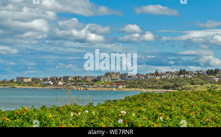 LOSSIEMOUTH Küste von Moray in Schottland STRAND ROSE ROSA RUGOSA AM STRAND VOR DER STADT HÄUSER Stockfoto