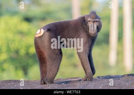 Indonesien, Celebes, Sulawesi, Tangkoko National Park, Celebes crested Macaque oder Crested schwarzen Makaken, Sulawesi crested Makaken, oder die schwarze Ape (Macaca nigra), erwachsenen männlichen Stockfoto