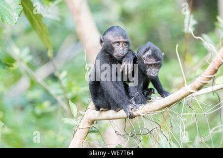 Indonesien, Celebes, Sulawesi, Tangkoko National Park, Celebes crested Macaque oder Crested schwarzen Makaken, Sulawesi crested Makaken, oder die schwarze Ape (Macaca nigra) Stockfoto