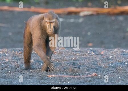 Indonesien, Celebes, Sulawesi, Tangkoko National Park, Celebes crested Macaque oder Crested schwarzen Makaken, Sulawesi crested Makaken, oder die schwarze Ape (Macaca nigra), erwachsenen männlichen Stockfoto