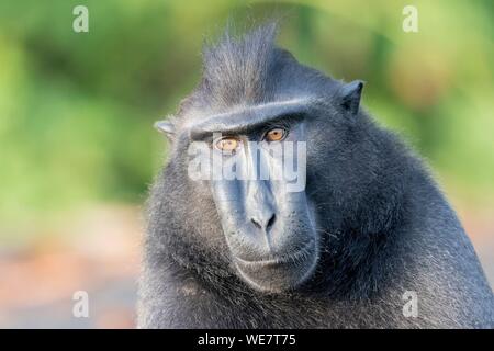 Indonesien, Celebes, Sulawesi, Tangkoko National Park, Celebes crested Macaque oder Crested schwarzen Makaken, Sulawesi crested Makaken, oder die schwarze Ape (Macaca nigra) Stockfoto
