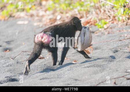 Indonesien, Celebes, Sulawesi, Tangkoko National Park, Celebes crested Macaque oder Crested schwarzen Makaken, Sulawesi crested Makaken, oder die schwarze Ape (Macaca nigra), Essen eine Kokosnuss Stockfoto