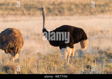 Südafrika, Obere Karoo, Strauß oder gemeinsamen Strauß (Struthio camelus), in der Savanne, das Männchen ist schwarz, das Weibliche in der Farbe braun ist Stockfoto