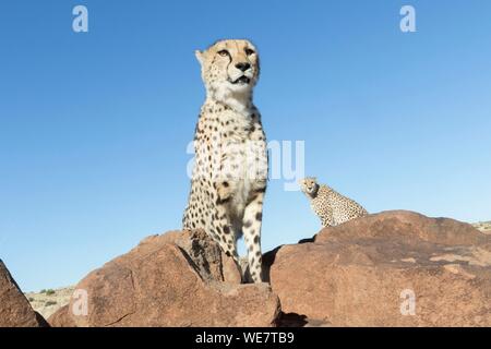 Südafrika, Private Reserve, Geparden (Acinonyx jubatus), Wandern Stockfoto
