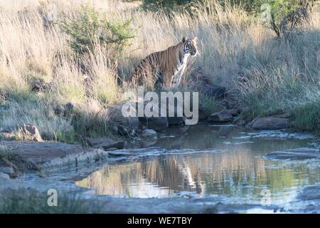 Südafrika, Private Reserve, Asiatische (Bengalen) Tiger (Panthera tigris tigris) Stockfoto