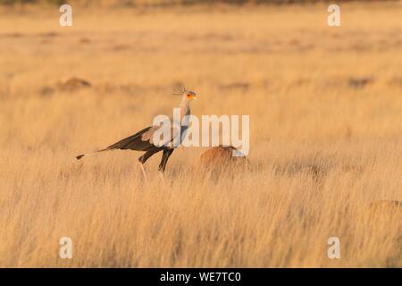 Südafrika, Private Reserve, vogel Secretarybird oder Sekretär (Sagittarius serpentarius), Wandern in der Savanne Stockfoto