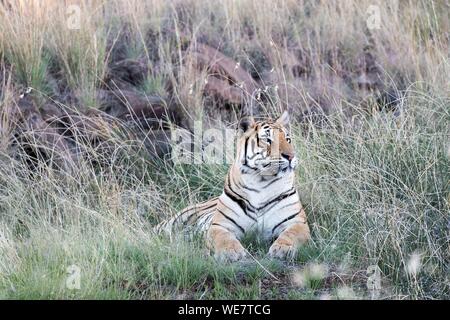 Südafrika, Private Reserve, Asiatische (Bengalen) Tiger (Panthera tigris tigris), ruhen Stockfoto