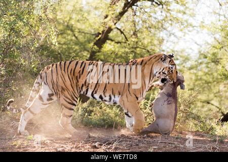 Südafrika, Private Reserve, Asiatische (Bengalen) Tiger (Panthera tigris tigris), weiblichen Erwachsenen mit einer Beute, gemeinsame Warzenschwein (Phacochoerus africanus) Stockfoto