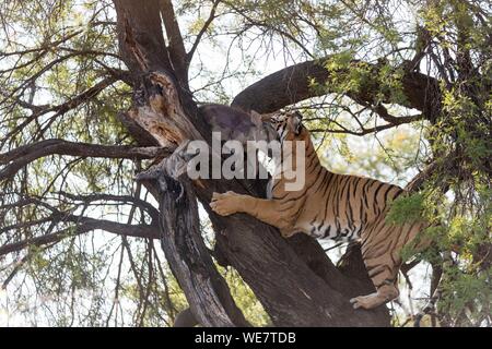 Südafrika, Private Reserve, Asiatische (Bengalen) Tiger (Panthera tigris tigris), Klettern in einem Baum auf der Suche nach einer Beute in Filialen von anderen Raubtieren geschützt gehalten: Eine gemeinsame Warzenschwein (Phacochoerus africanus) Stockfoto