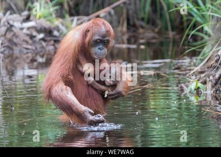 Indonesien, Borneo, Tanjung Puting Nationalpark, Bornesischen Orang-utan (Pongo pygmaeus Pygmaeus), erwachsene Frau mit einem Baby in der Nähe der Wasser des Sekonyer River Stockfoto