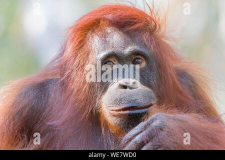 Indonesien, Borneo, Tanjung Puting Nationalpark, Bornesischen Orang-utan (Pongo pygmaeus Pygmaeus), erwachsene Weibchen allein Stockfoto