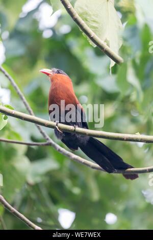 Indonesien, Celebes, Sulawesi, Tangkoko National Park, Yellow-billed Malkoha (Rhamphococcyx calyorhynchus) Stockfoto