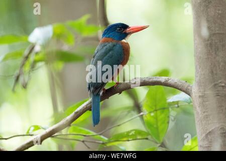 Indonesien, Celebes, Sulawesi, Tangkoko National Park, Green-backed Kingfisher (Actenoides monachus) Stockfoto