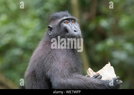 Indonesien, Celebes, Sulawesi, Tangkoko National Park, Celebes crested Macaque oder Crested schwarzen Makaken, Sulawesi crested Makaken, oder die schwarze Ape (Macaca nigra), Essen eine Kokosnuss Stockfoto