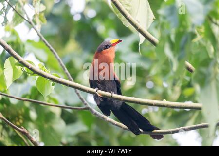 Indonesien, Celebes, Sulawesi, Tangkoko National Park, Yellow-billed Malkoha (Rhamphococcyx calyorhynchus) Stockfoto