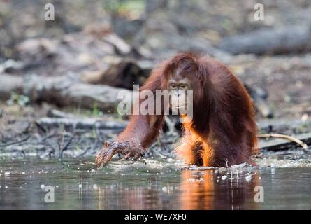 Indonesien, Borneo, Tanjung Puting Nationalpark, Bornesischen Orang-utan (Pongo pygmaeus Pygmaeus), Subadult Stockfoto