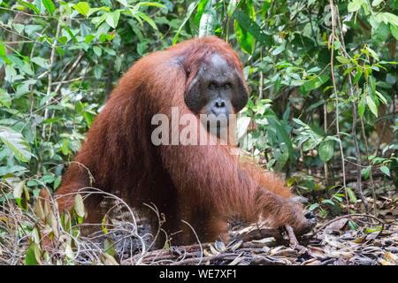 Indonesien, Borneo, Tanjung Puting Nationalpark, Bornesischen Orang-utan (Pongo pygmaeus Pygmaeus), Männchen bei der Fütterung Plattform Stockfoto
