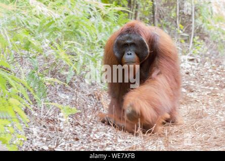 Indonesien, Borneo, Tanjung Puting Nationalpark, Bornesischen Orang-utan (Pongo pygmaeus Pygmaeus), erwachsenen männlichen, Wandern auf dem Boden Stockfoto