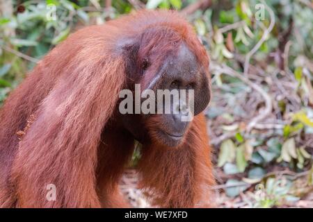 Indonesien, Borneo, Tanjung Puting Nationalpark, Bornesischen Orang-utan (Pongo pygmaeus Pygmaeus), erwachsenen männlichen, Wandern auf dem Boden Stockfoto