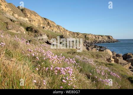 Frankreich, Nord-Pas-de-Calais", Cote d'Opale, Parc naturel Regional des Caps et Marais d'Opale, cap gris nez, Audinghen, Klippen zwischen dem Leuchtturm und den eggshed Stockfoto