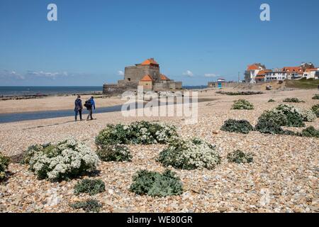 Frankreich, Pas de Calais, Ambleteuse, Fort Mahon, fort, die von Vauban und Mund der Slack, Seegurke in voller Blüte Stockfoto