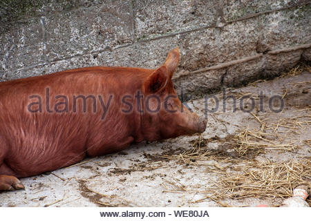 Hausschwein, Tamworth säen, mit Micro Pig (vietnamesische ...