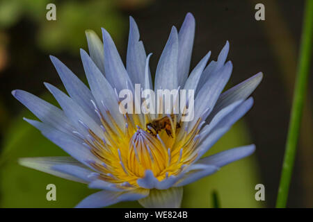 Lila Wasser Lilly Blume mit Biene Stockfoto